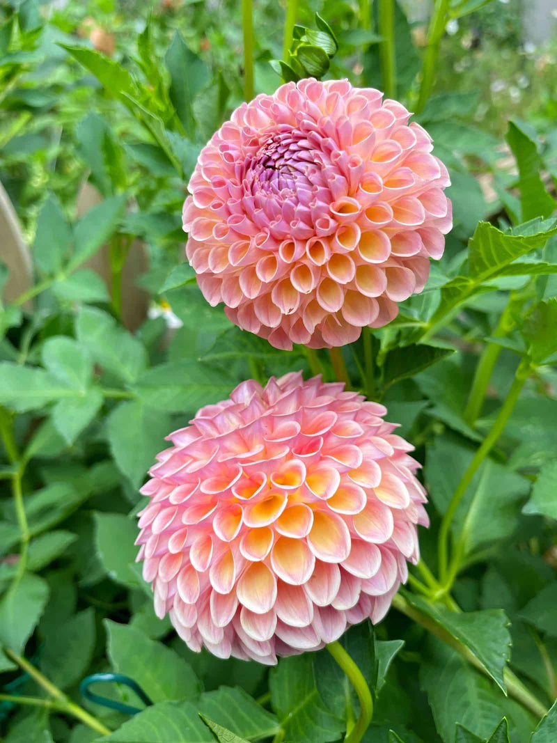 Pale Pink Two Color Dahlia Flower Seeds for Planting Perfect for Borders Heirloom & GMO Free Seeds for Home Garden
 
 Sale