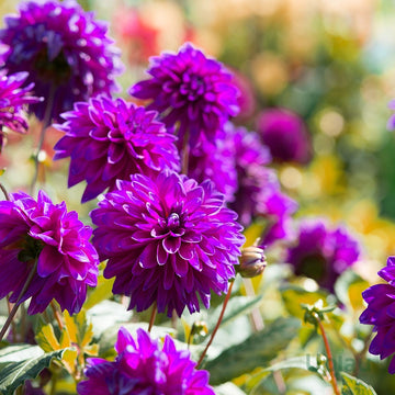 Purple Beard Dahlia Flower seeds for Planting - Low Maintenance, Heirloom & GMO Free Seeds for Home Garden