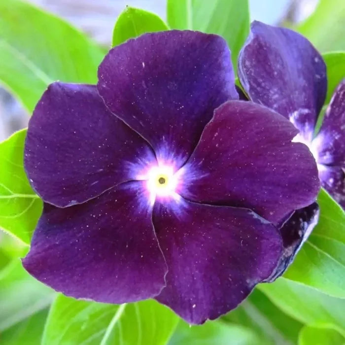 Vinca Sunsplash Blue Seeds for Stunning Blue Flowers
