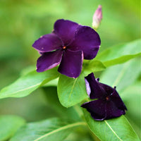 Purple Vinca Periwinkle Flower seeds for Planting - Premium Quality, Heirloom & GMO Free Seeds for Home Garden