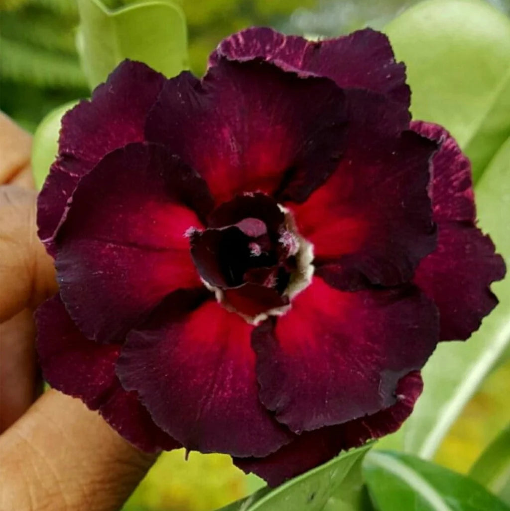 Burgundy Adenium Flower seeds for Planting Bright Blooms Heirloom & GMO Free Seeds for Home Garden 
 
 Sale