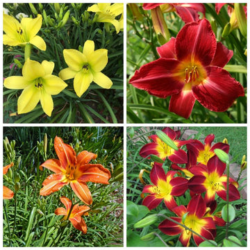 Mixed Hemerocallis Flower Seeds for Planting Easy to Grow Heirloom & GMO Free Seeds for Home Garden
 
 Sale
