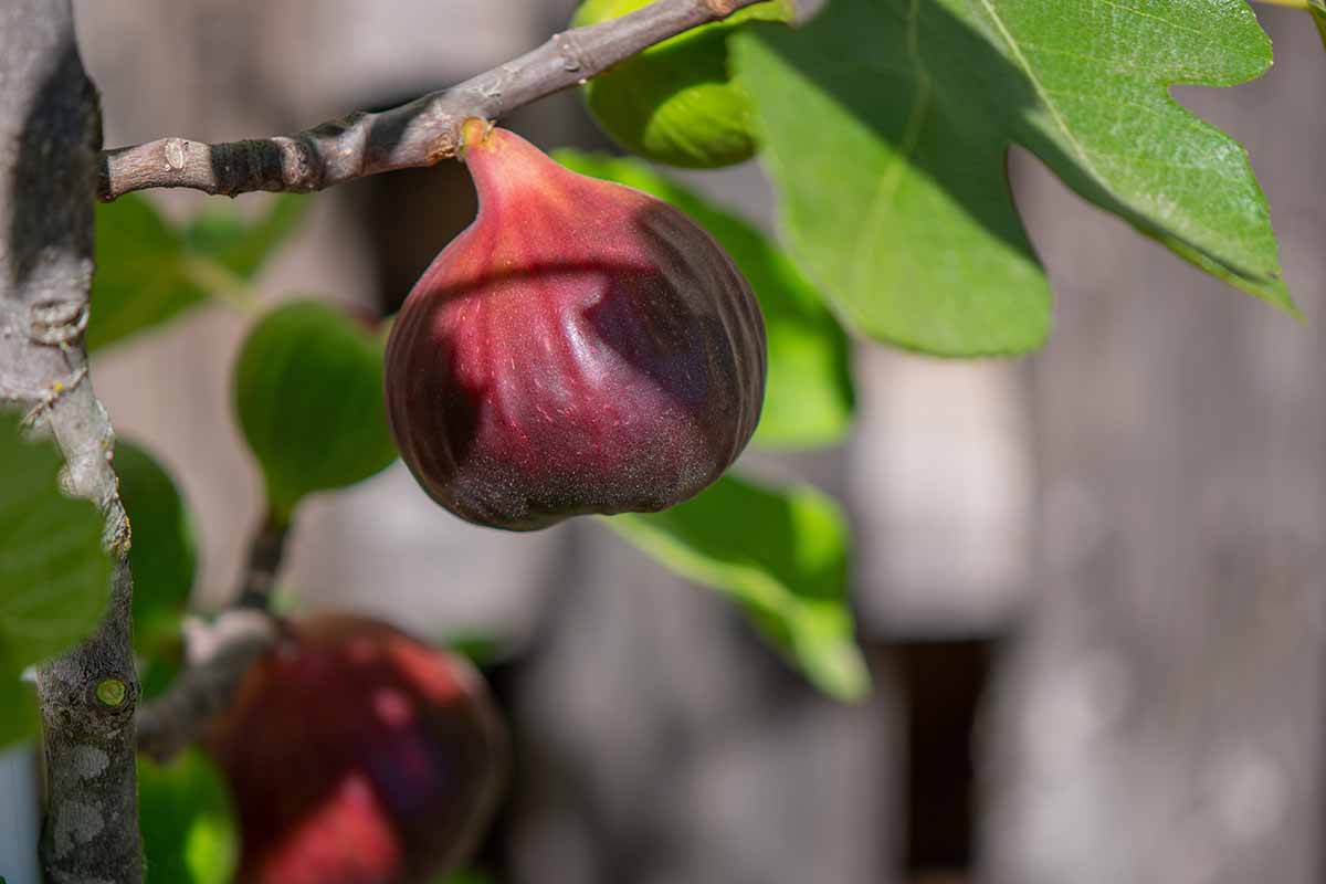 Burgundy Fig Seeds for Planting