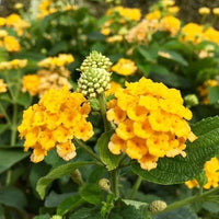 Yellow Verbena Didyma Flower seeds for Planting - Compact Growth, Heirloom & GMO Free Seeds for Home Garden