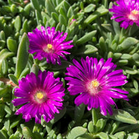 Lavender Delosperma Flower seeds for Planting - Low Maintenance, Heirloom & GMO Free Seeds for Home Garden