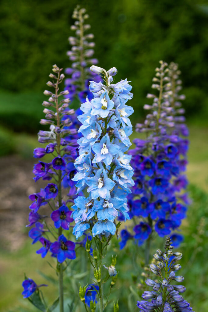 Millennium Delphinium Delphinium elatum Seeds for Planting in Garden Borders