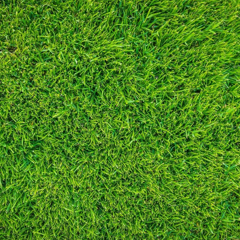 Dense green Zoysia grass growing in a well-maintained residential lawn.