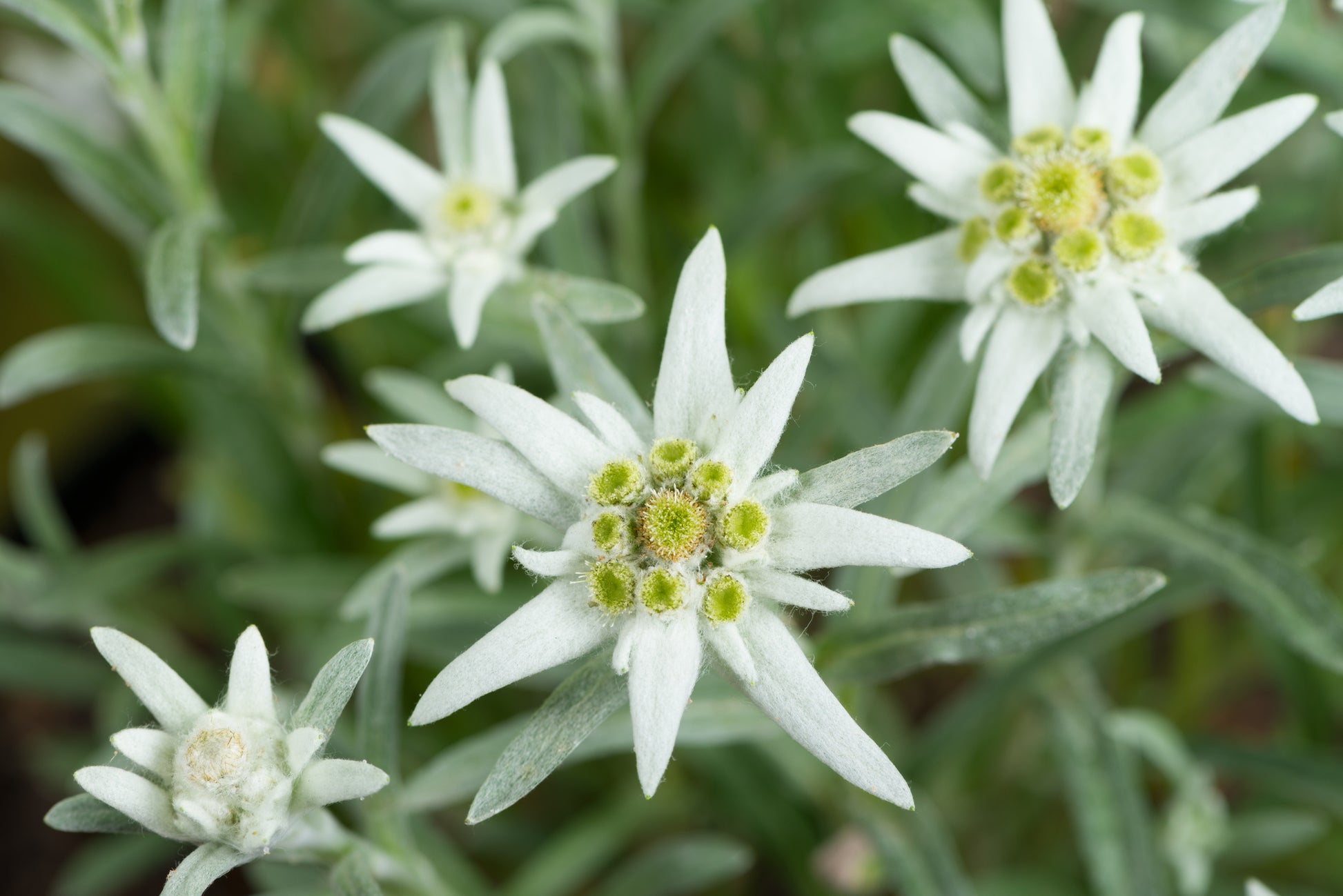 Edelweiss Flower Seeds for Planting Leontopodium Alpinum for Rock Gardens
