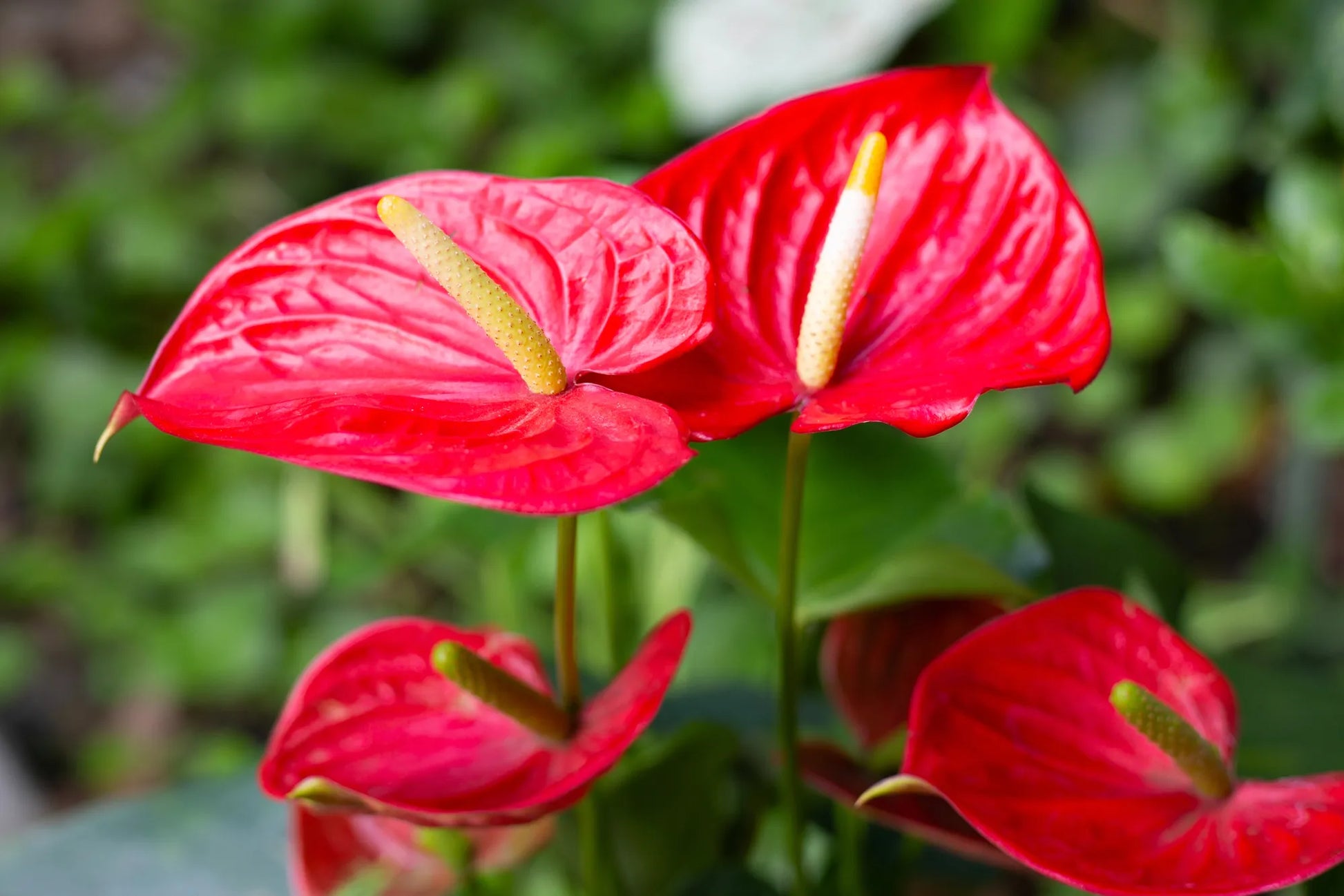 Anthurium Flower seeds for Planting Wildflower Mix Heirloom & GMO Free Seeds for Home Garden
