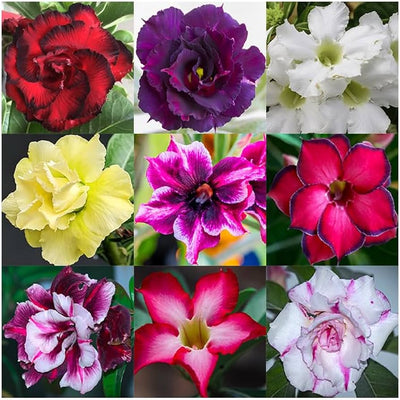 100 Pcs