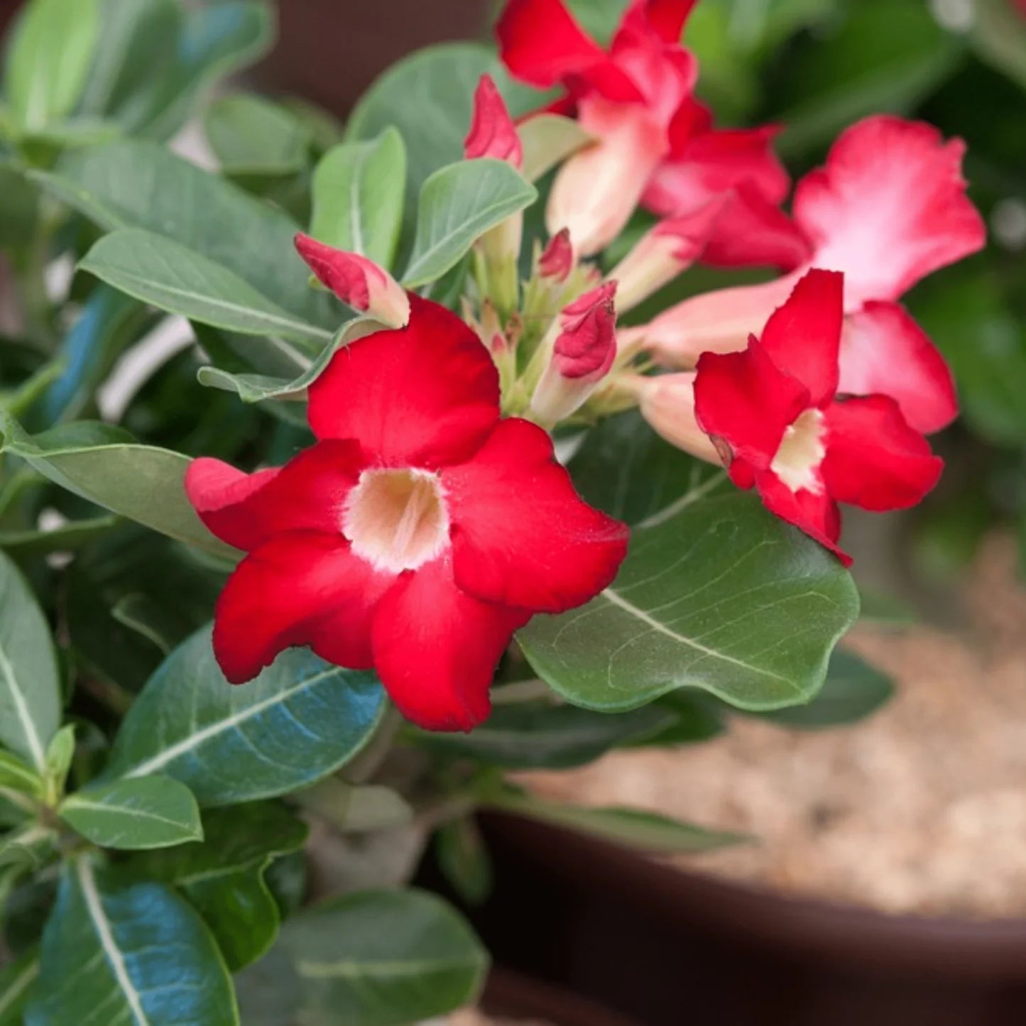Red Adenium Obesum Flower seeds for Planting Compact Growth Heirloom & GMO Free Seeds for Home Garden