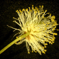 Yellow Illinois BundleFlower seeds for Planting - Vibrant Colors, Heirloom & GMO Free Seeds for Home Garden
 
 Sale for planting in home garden