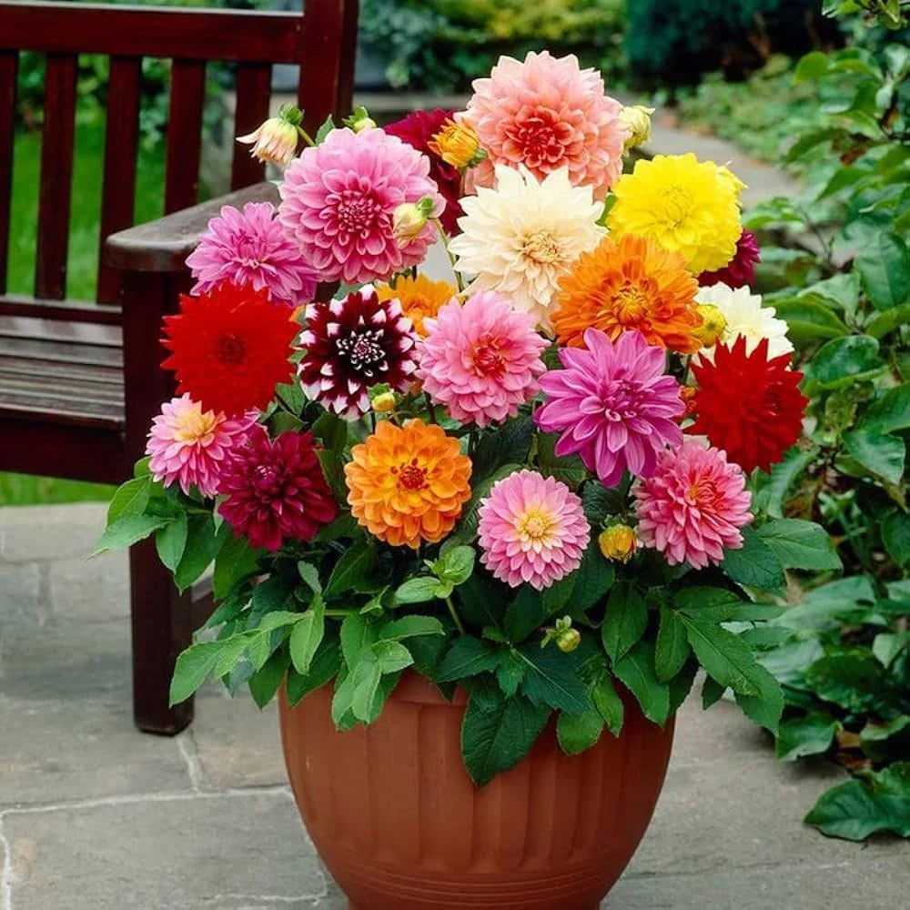 Giant Flower seeds for Planting Compact Growth Heirloom & GMO Free Seeds for Home Garden