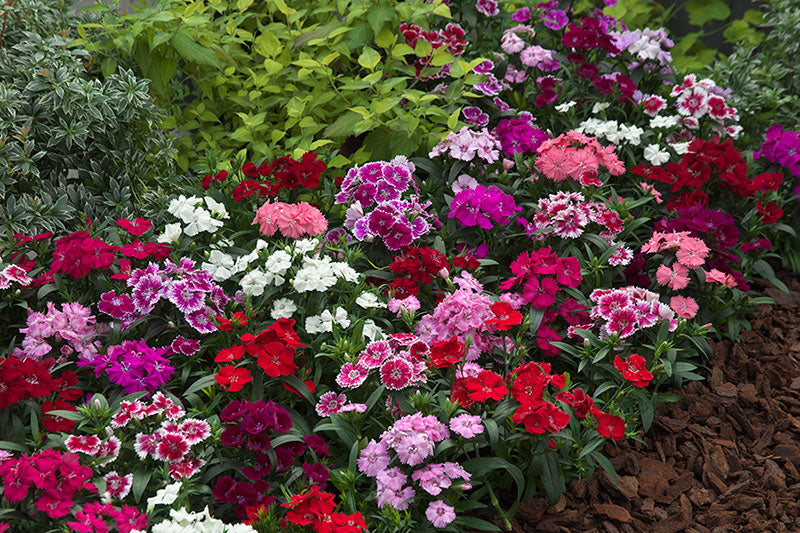 French Dianthus Annual Frills Seeds for Planting flower bed