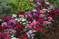 French Dianthus Annual Frills Seeds for Planting flower bed