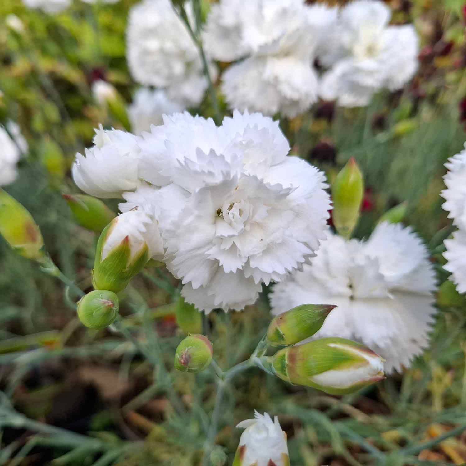 Carnation Dianthus Flower seeds for Planting, Cottage Garden Essential Heirloom & GMO Free Seeds for Home Garden