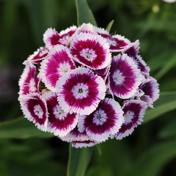 Dianthus Purple White Flower seeds for Planting - Compact Growth, Heirloom & GMO Free Seeds for Home Garden