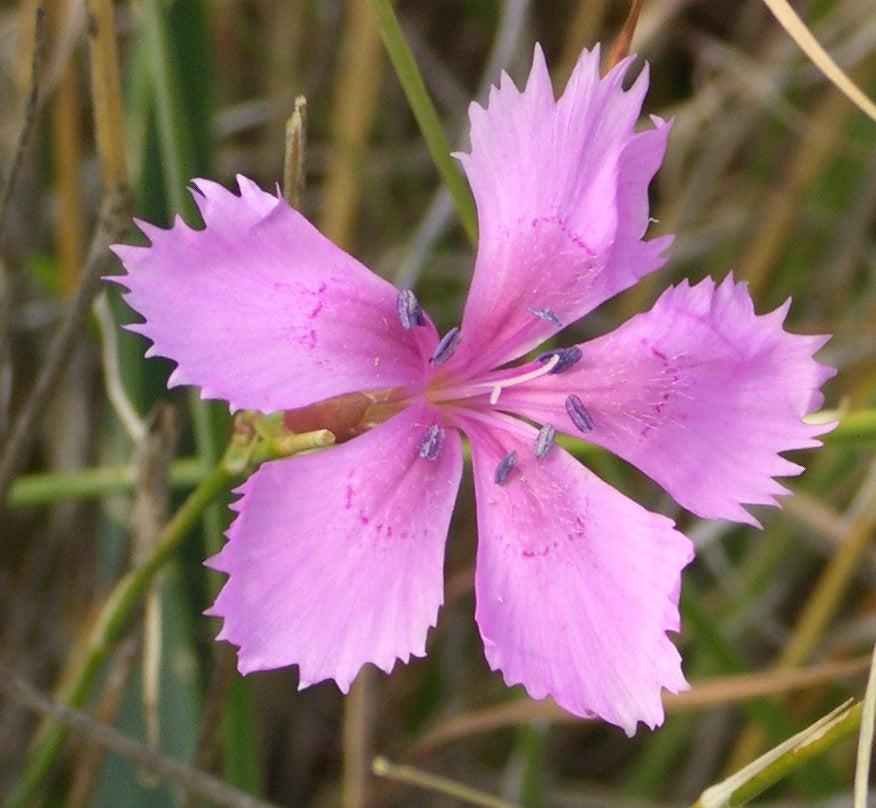 Pink White Dianthus Flower seeds for Planting - Hardy Variety, Heirloom & GMO Free Seeds for Home Garden