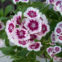 Pink Dianthus Cardinal Flower seeds for Planting Colorful Display Heirloom & GMO Free Seeds for Home Garden 
 
 Sale