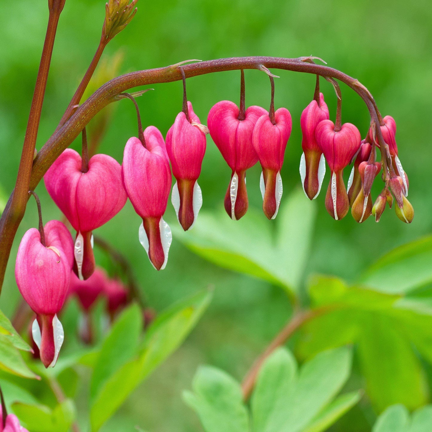 Bleeding Hearts Flower seeds for Planting Cottage Garden Essential Heirloom & GMO Free Seeds for Home Garden
