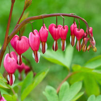Pink Bleeding Hearts Flower seeds for Planting - Pollinator Friendly, Heirloom & GMO Free Seeds for Home Garden