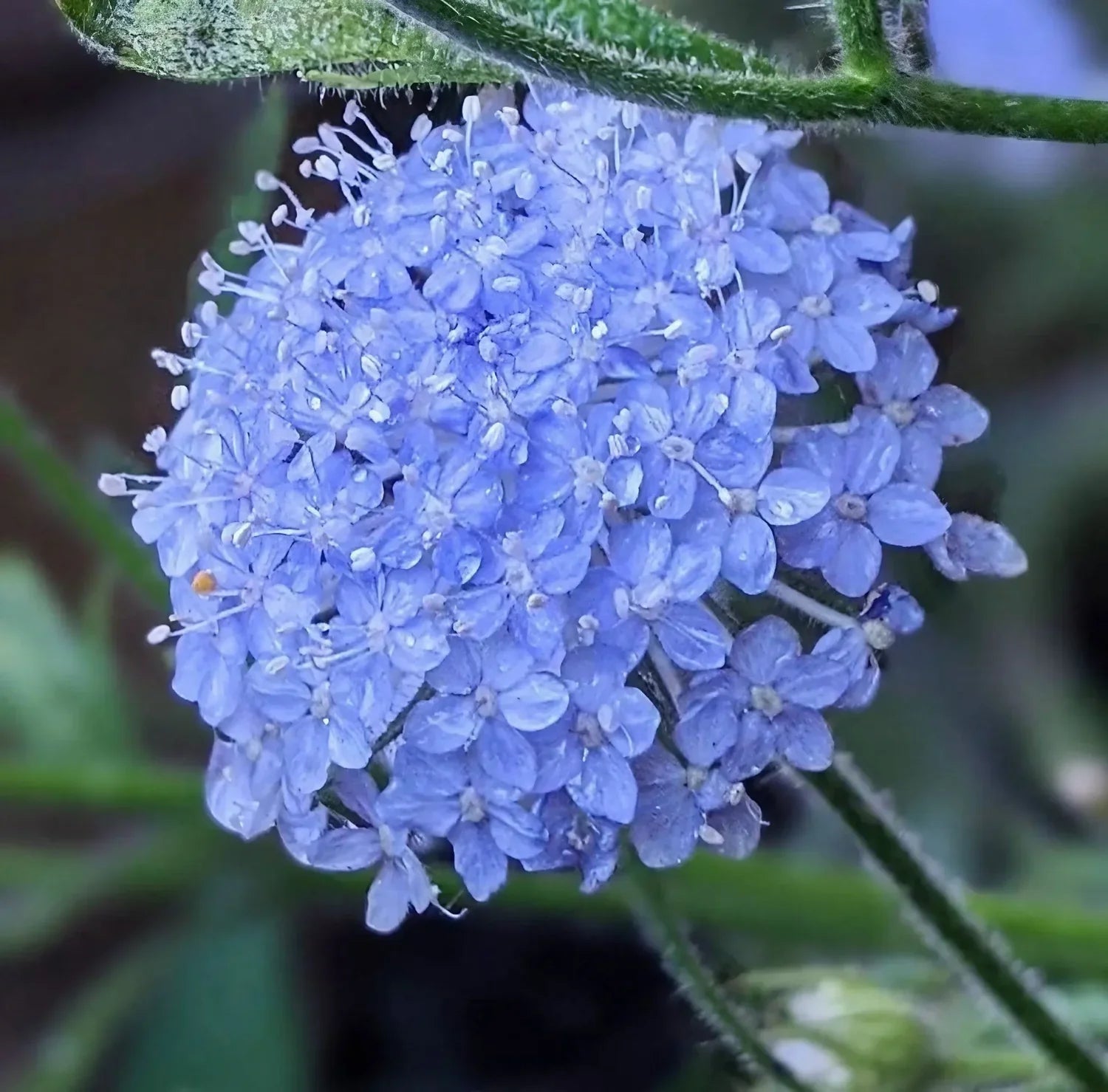 Blue Didiscus seeds for planting