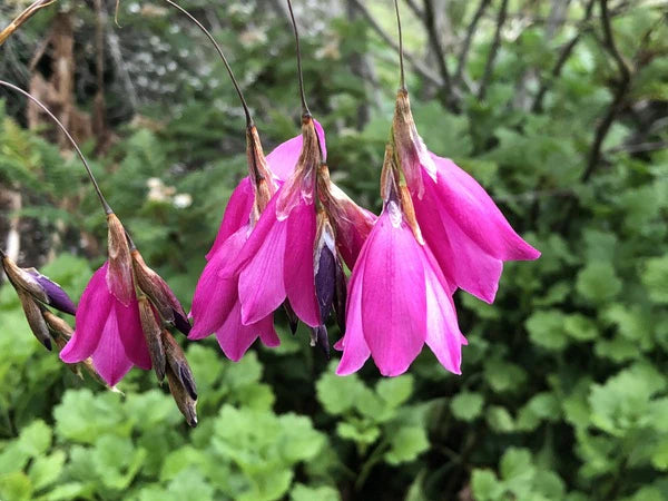 Lavender Dierama Flower seeds for Planting - Low Maintenance, Heirloom & GMO Free Seeds for Home Garden