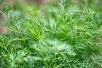 Dill plants thriving in a raised garden bed with lush green leaves.

