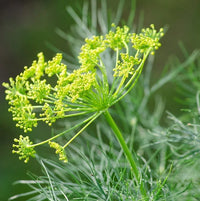Mammoth Giant Dill Herb Seeds for Culinary and Garden Growing