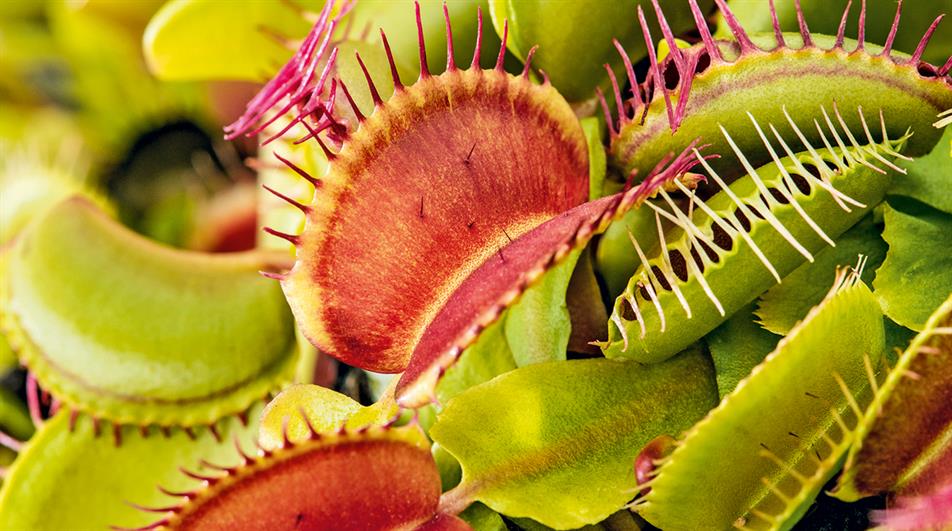 Close view of purple Venus Flytrap traps and green foliage