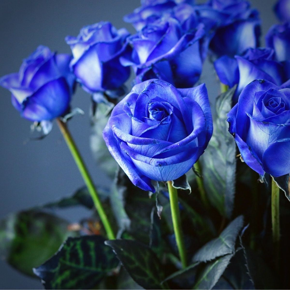 Midnight Supreme Dark Blue Rose Bush Flower Seeds for Planting  Stunning Floral Elegance for Your Garden