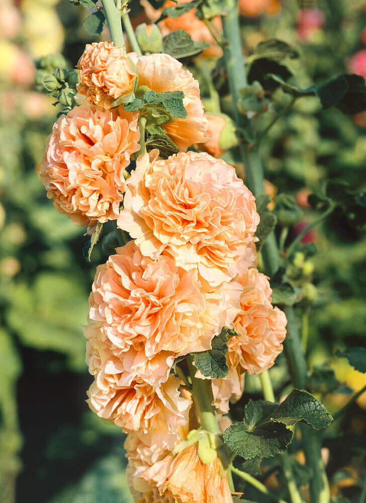 Orange Hollyhock Alcea rosea Flower Seeds for Planting in Flower Bed