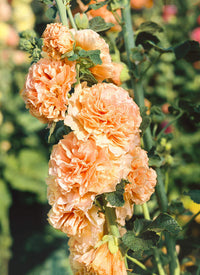 Orange Hollyhock Alcea rosea Flower Seeds for Planting in Flower Bed