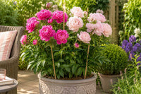 Mature peony plants with attractive flowers and foliage