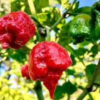 Death Dragon Hybrid Pepper Seeds for Home Garden Planting