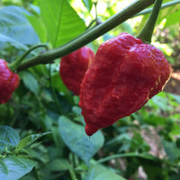 Healthy Death Dragon Hybrid Pepper Plant Growing Outdoors