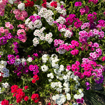 Mixed Drummond Flower seeds for Planting - Sun Loving, Heirloom & GMO Free Seeds for Home Garden