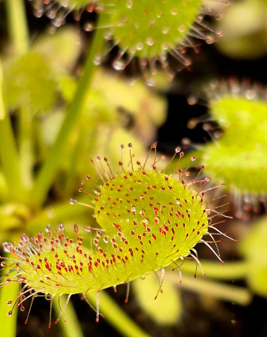 Mixed Drosera Chrysolepis Flower seeds for Planting - Long Bloom Season, Heirloom & GMO Free Seeds for Home Garden