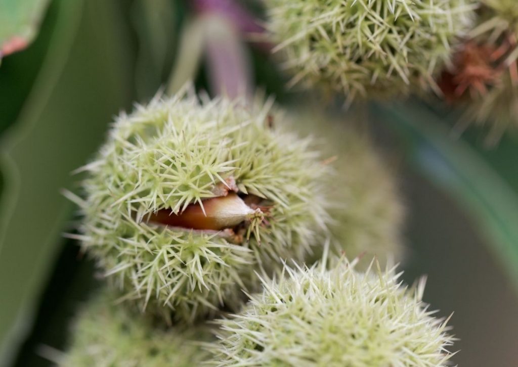 Chinquapin chestnut Castanea pumila tree seeds for native yard