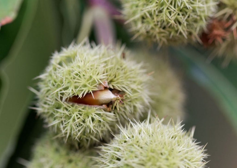 Chinquapin chestnut Castanea pumila tree seeds for native yard