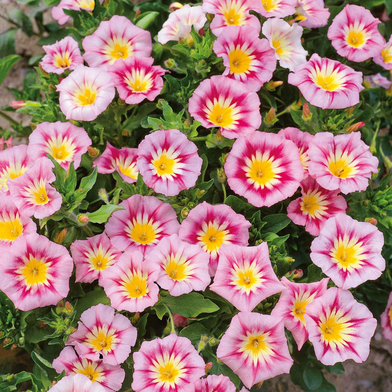 Pink Yellow Leucanthemum Flower seeds for Planting - Easy to Grow, Heirloom & GMO Free Seeds for Home Garden