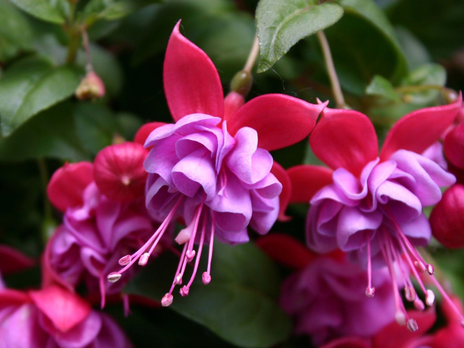Baby Pink Double Petals Fuchsia Flower Seeds for Planting Long Bloom Season Heirloom & GMO Free Seeds for Home Garden
 
 Sale
