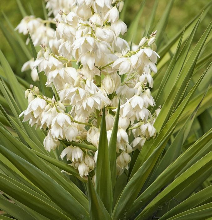 White Yucca Flower seeds for Planting - Perfect for Borders, Heirloom & GMO Free Seeds for Home Garden