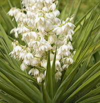 White Yucca Flower seeds for Planting - Perfect for Borders, Heirloom & GMO Free Seeds for Home Garden