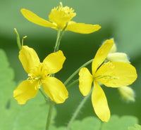 Chelidonium Flower seeds for Planting Perfect for Borders Heirloom & GMO Free Seeds for Home Garden 
 
 Sale