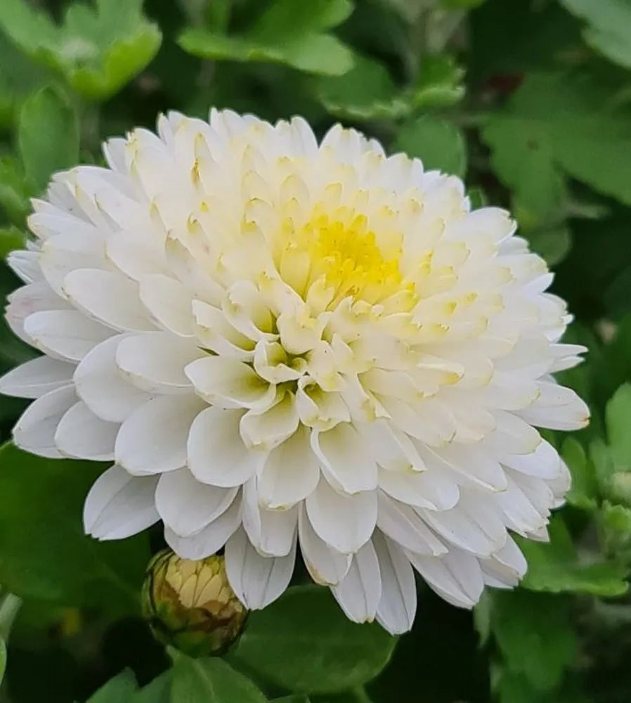 White Chrysanthemum Flower seeds for Planting - Wildflower Mix, Heirloom & GMO Free Seeds for Home Garden
