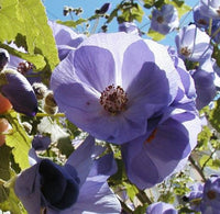 Violet Abutilon Vitifolium Seeds for Planting - Elegant Garden Flowers