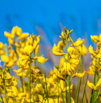 Heirloom Spartium Flower seeds for Planting Drought Tolerant Heirloom & GMO Free Seeds for Home Garden