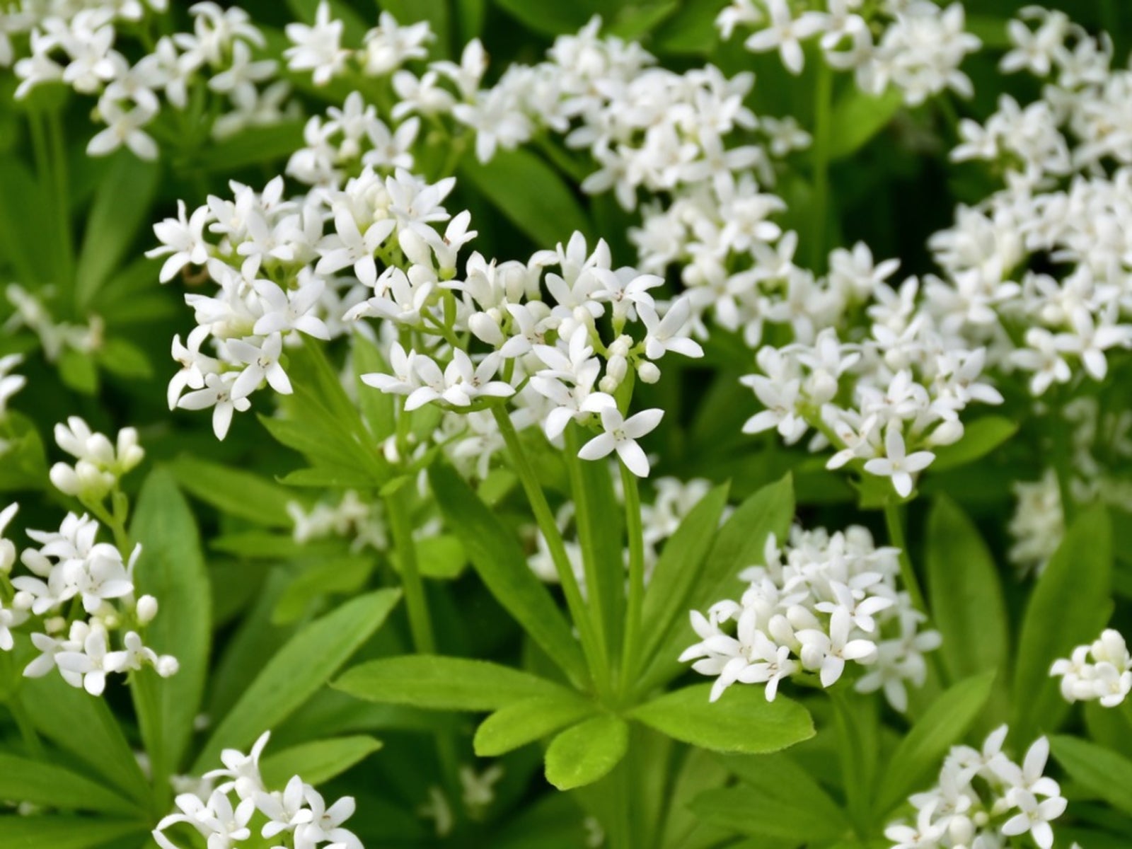 Lush Sweet Woodruff ground cover with delicate white flowers.