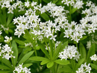 Lush Sweet Woodruff ground cover with delicate white flowers.